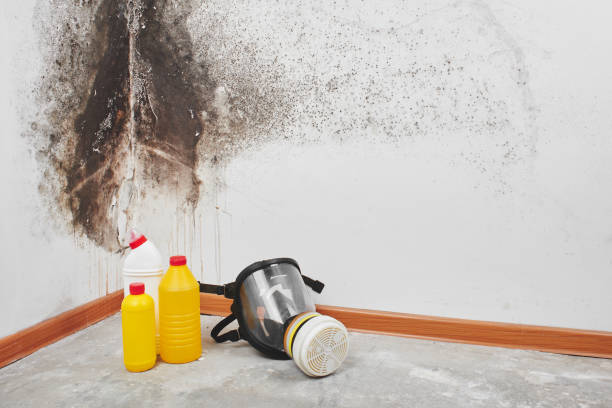 Best Emergency Mold Removal  in Caddo, OK