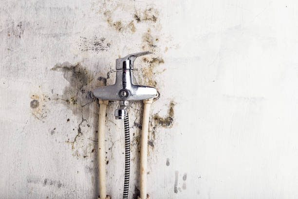 Best Professional Mold Removal  in Caddo, OK