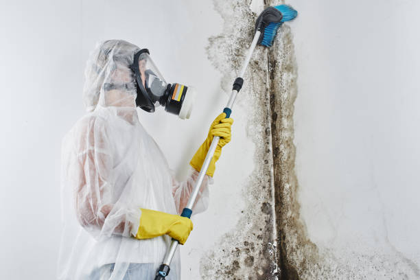 Best Commercial Mold Removal  in Caddo, OK