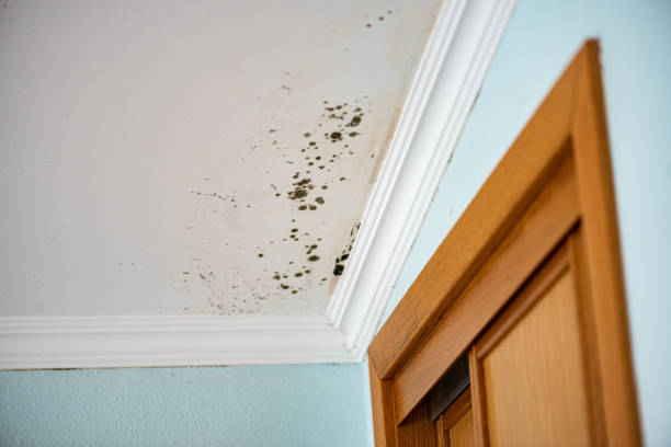 Best Commercial Mold Removal  in Caddo, OK