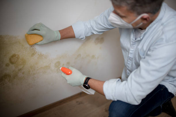 Best Best Mold Removal Companies  in Caddo, OK