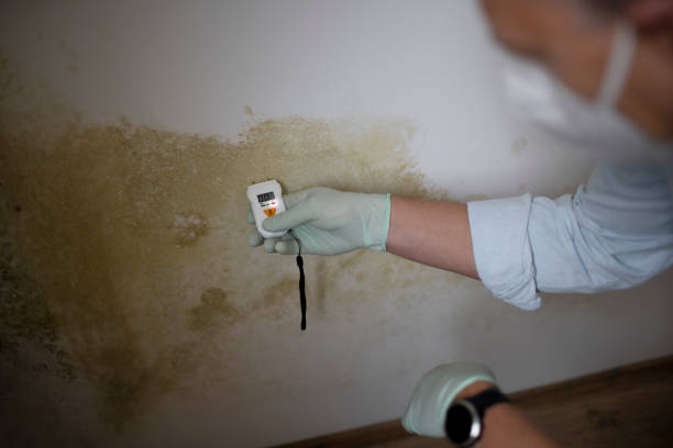 Best Mold Damage Repair  in Caddo, OK