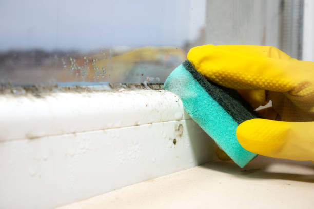 Best Black Mold Removal  in Caddo, OK
