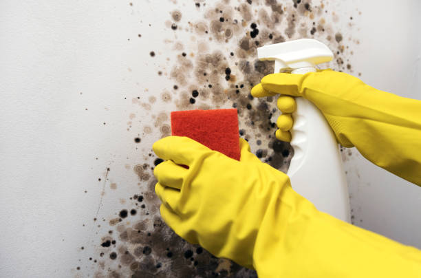 Best Commercial Mold Removal  in Caddo, OK